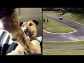 The World&#039;s First Driving Dog (bob) - Známka: 2, váha: velká