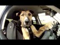 Meet Porter. The World's First Driving Dog. 