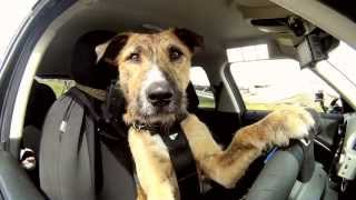 Meet Porter The Worlds First Driving Dog