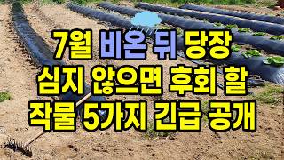 7월 긴 가뭄 뒤 비온 직후 당장 심지 않으면 후회할 작물 5가지