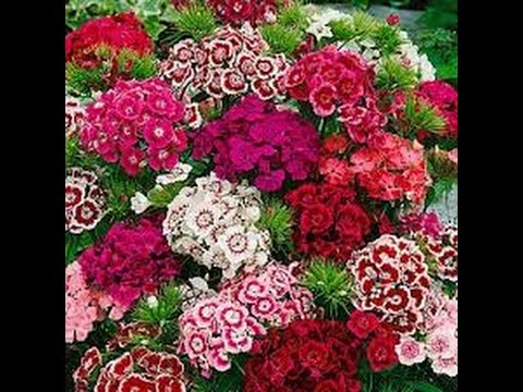 *Dianthus barbatus*, Garoafa turceasca, турецкая гвоздика