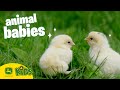 The CUTEST Baby Animals On The Farm John Deere Kids
