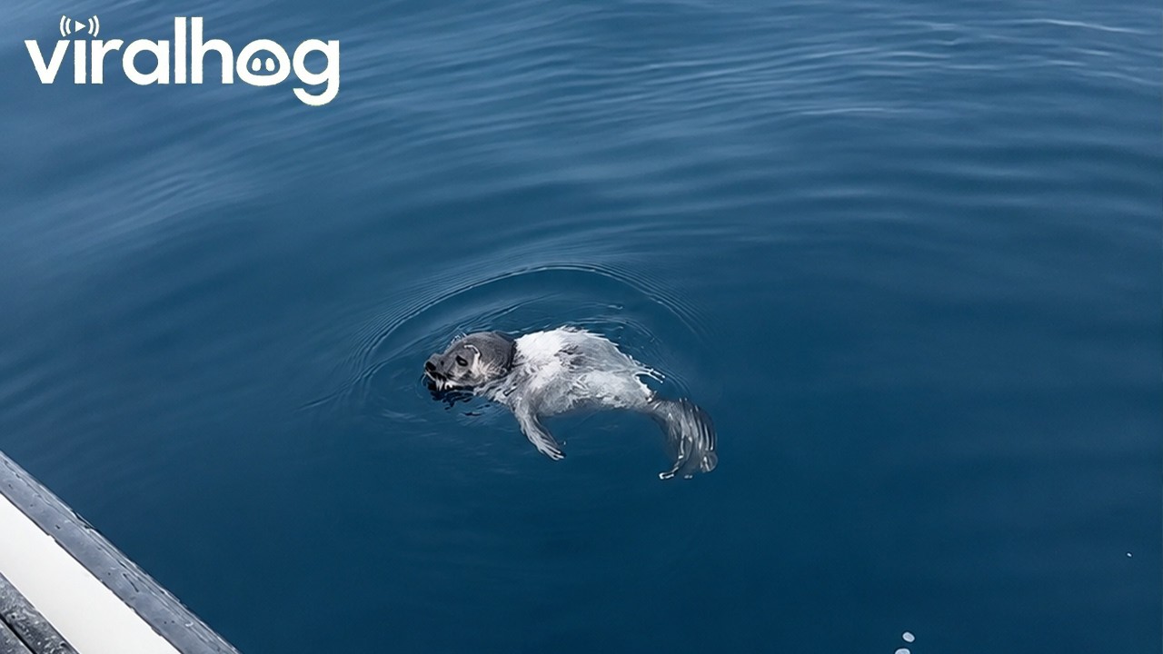 An Adorable Baby Seal Swam Up to My Boat || ViralHog