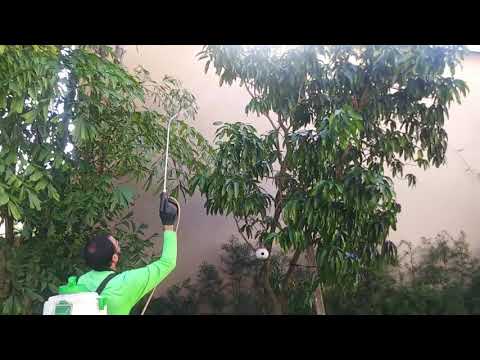 Fruit Tree Sprayed With 25b Natural Product With a Modified Flowzone Typhoon with Teejet Gunjet Gun.