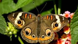 the butterfly lover - richard clayderman