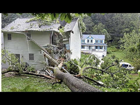 Dangerous Idiots Tree Felling Fails With Chainsaw - Tree Removal Fails and Tree Falling On Houses