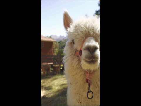 Lugar ideal - Alejandro y Maria Laura feat. El Kanka