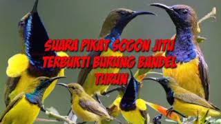 Download lagu suara pikat sogon ribut mp3 mp3