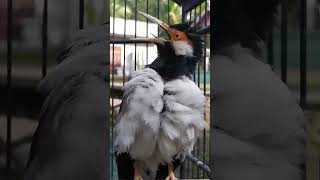 Download lagu Burung JALAK SUREN GACOR #shorts mp3