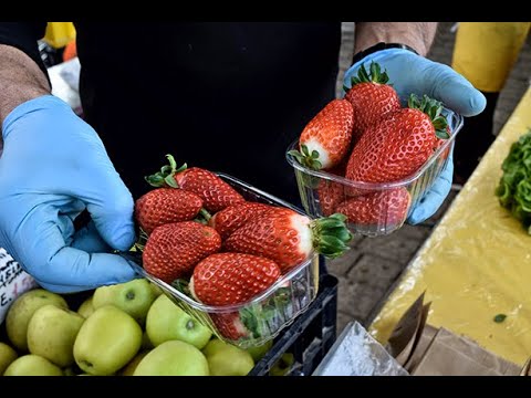 Rossissime, dolcissime, succosissime: le fragole dell’azienda agricola Dutto Domenico