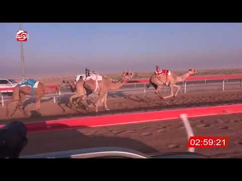  ش 8 (مواري) لـ سالم معيوف بن سالم الدرعي 4:42:31 ، مهرجان العين 2026/07/07 لقايا الوقن