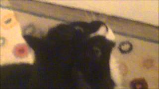 Black Uhuru: "Moya (Queen of I Jungle)"