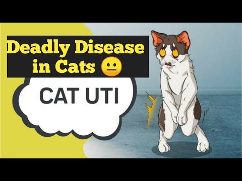 Urinantry Tract infection ( UTI ) In Cats | Cat UTI Causes & Symptoms & Treatment | CHUBBY MEOWS