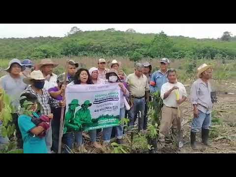 CAC LAPAXUA NAKU LOC EL ÁGUILA TIHUATLAN VERACRUZ MEXICO PROGRAMA SEMBRANDO VIDA