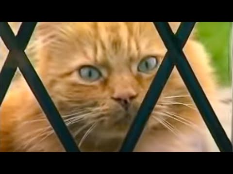 How to Stop Your Cat Spraying Indoors | Barking Mad | BBC Studios