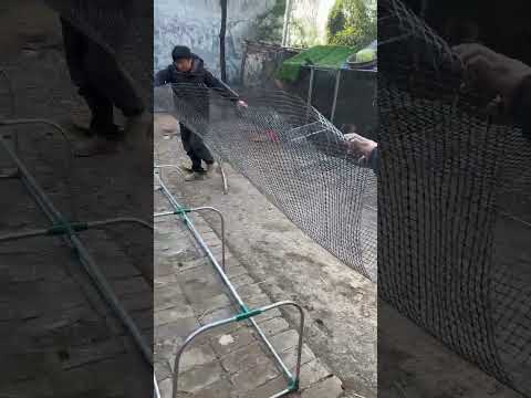 Tunnel-Style Chicken Cage Runway | Smart Poultry Farming Setup#ChickenCageRunway