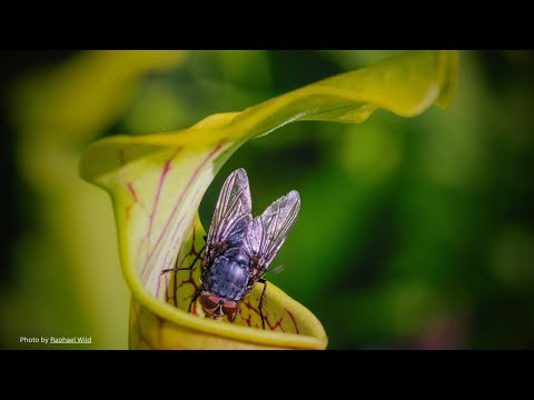Wild World of Carnivorous Plants: Deadly Traps in Nature!