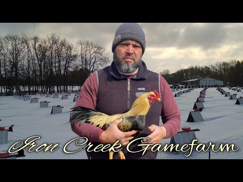 Bluface Asils - IRON CREEK FARM - Alfredo Flores