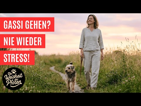 No more pulling - The 8-point plan for the perfect dog walk