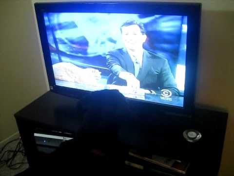 Dima watching The Colbert Report