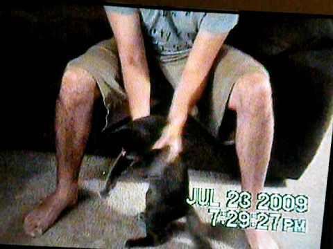 Michael Jackson Thriller Cat Tribute