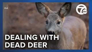Livonia officials, residents explore options to deal with deer over-population