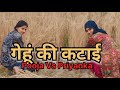 गेहूं की कटाई || Pooja Vs Priyanka || Priyanka hard work new video