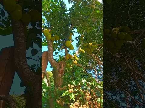 huge amount of jackfruit, amazing!! #fruit #videography @Itsmesupriyo