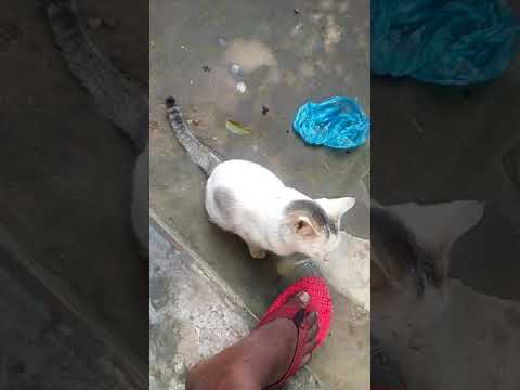 My Cat Jhilmil ! Update 2018