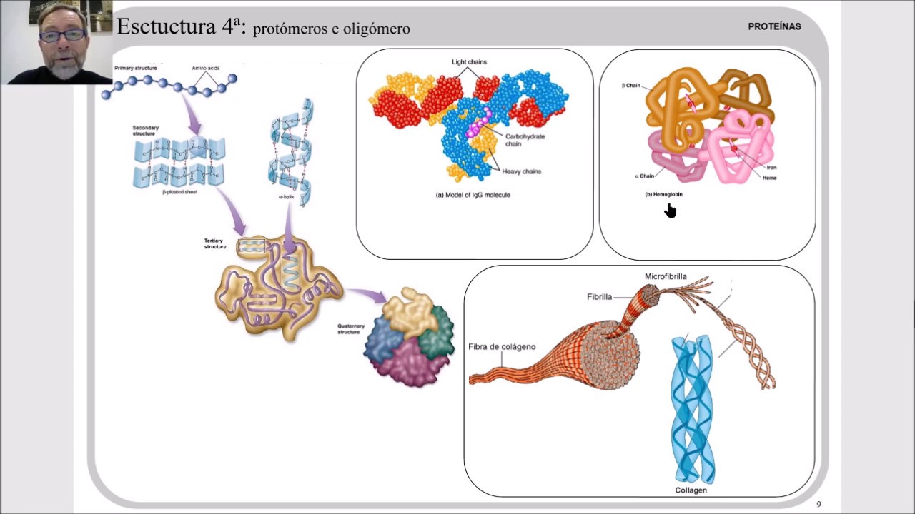 Estructura y desnaturalización de las proteinas V 12