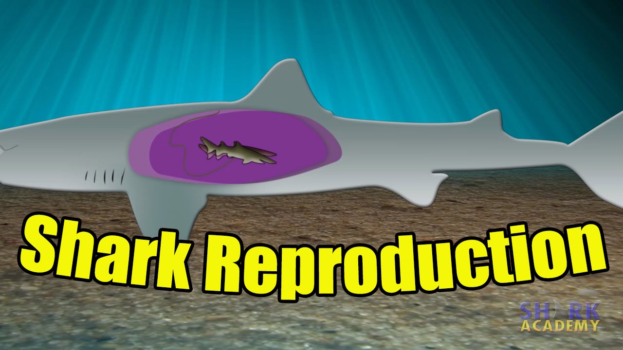 Shark Reproduction | SHARK ACADEMY