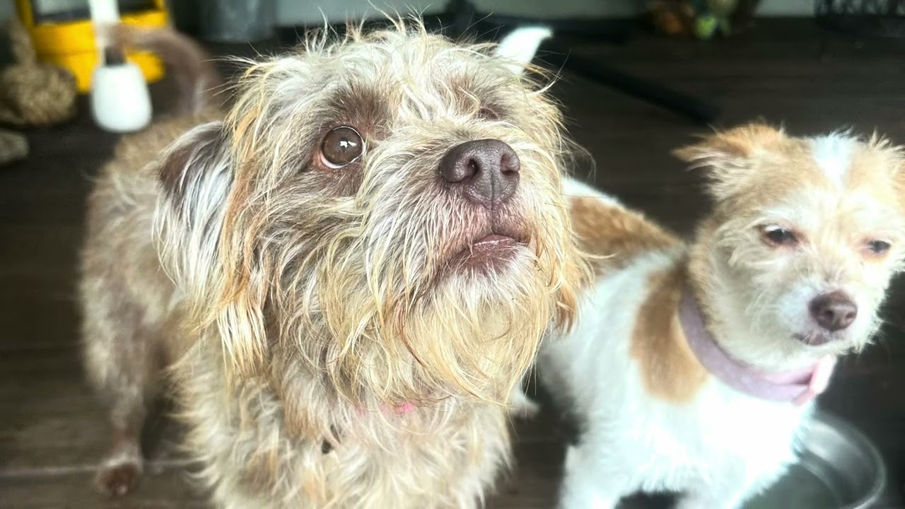 Enlarge Ellie Mae, an adopted mixed breed in Humble, TX video 6/6