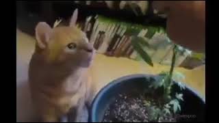Download lagu bagi kucing makan daun ganja kepala ada pusing🥴 mp3
