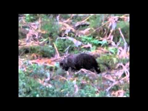 Generalski Stol Medvjed 2012