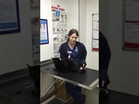 Brookend Vets - Cats get high blood pressure too