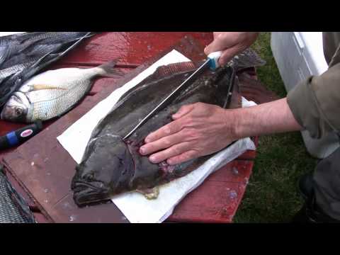download lagu mp3 mp4 What Is Fluke Fish, download lagu What Is Fluke Fish gratis, unduh video klip What Is Fluke Fish