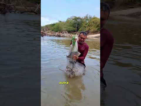 tarrafeada top pesca de piranha no Rio Maracaçumé no Maranhão #pescaria #perigo