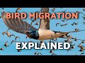 Why Do Birds Migrate Examples Of MIGRATORY BIRDS