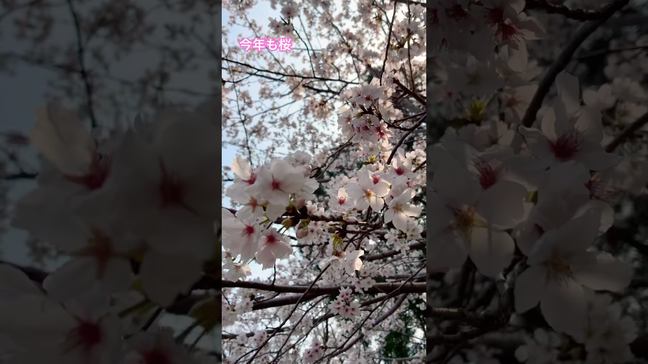 【桜】2026年度　#shorts   #short   #桜