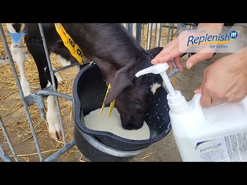 MTS - Elektrolyt pro průjmová telata Replenish (videoreference, farma Ruda - Statky ČZU)