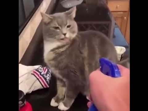 #cat is this bath or punishment #BridgertonScandal #OscarsAtHome #WomenOwnedBusi