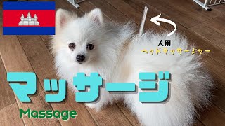 日頃の感謝(と謝罪)を込めて、愛犬にマッサージをしました!!これも一つのコミュニケーション??w