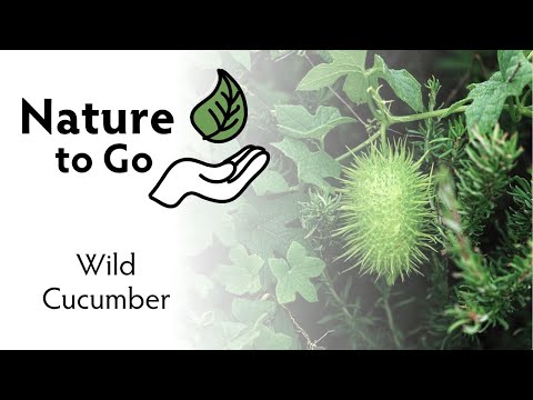 Nature to Go | Wild Cucumber – Nonedible Plant Native to Minnesota