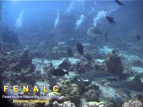 Fenalc: Divisione Subacquea