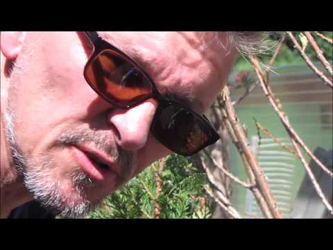 Bonsaiklaus, Storzen schneiden