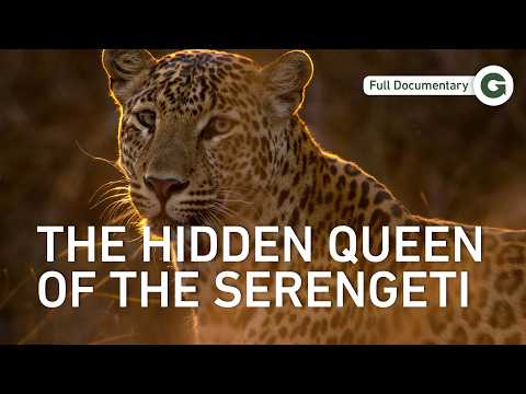 Haunted by Survival: A Mother Leopard’s Battle in the Serengeti | Full Documentary