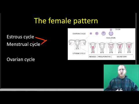 AP Bio: The Reproductive System - Part 2