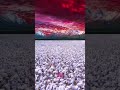 Unbelievable Sights 9 Beautiful Nature Scenes Relaxing Meditationmusic Sleepmusic Meditation