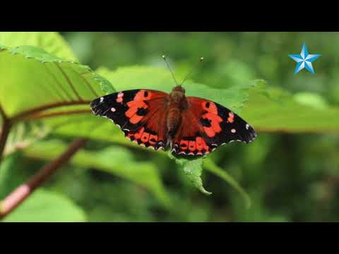 Why the Kamehameha butterfly population is declining in Hawaii