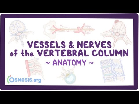 Vessels and nerves of the vertebral column: Anatomy